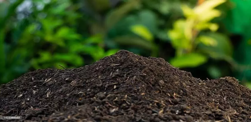 compost